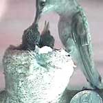 Black Chinned Humming Bird