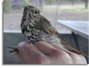 bird